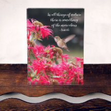 Hummingbird Aristoteles Philosophical Quote