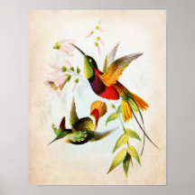 Hummingbird Artwork nr 15 Vintage Bird Art