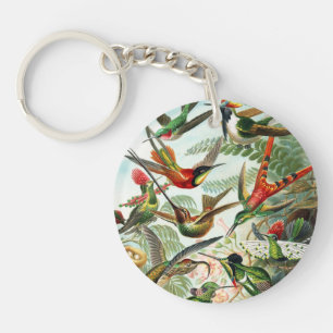 Hummingbird av Ernst Haeckel