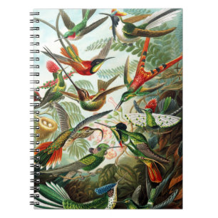 Hummingbird av Ernst Haeckel Anteckningsbok