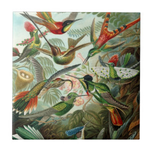 Hummingbird av Ernst Haeckel, Vintage Birds Träd Kakelplatta
