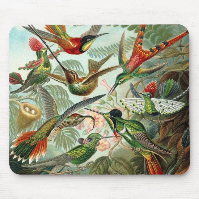 Hummingbird av Ernst Haeckel, Vintage Birds Träd Musmatta (Framsidan)