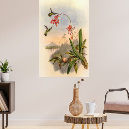 Hummingbird av John Gould Poster