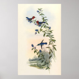 Hummingbird av John Gould Poster