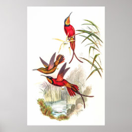 Hummingbird av John Gould Poster