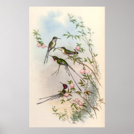 Hummingbird av John Gould Poster