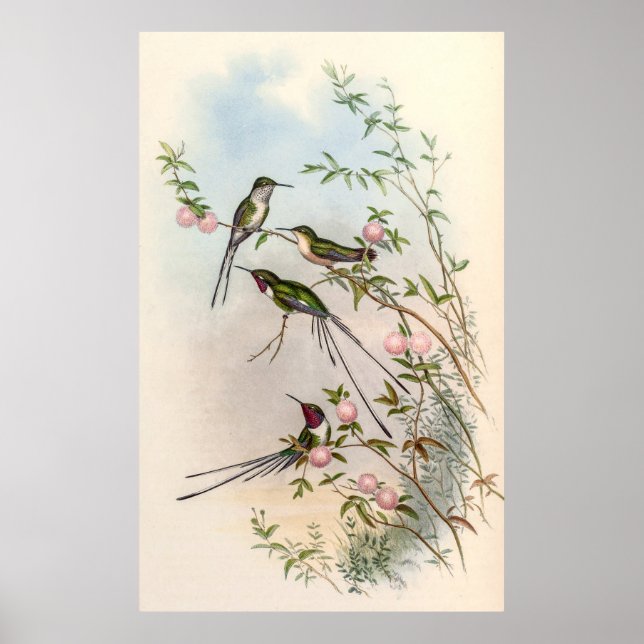 Hummingbird av John Gould Poster (Framsidan)