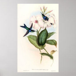 Hummingbird av John Gould Poster