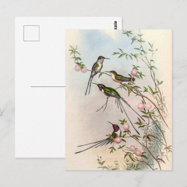Hummingbird av John Gould Vykort (Fram/baksida)