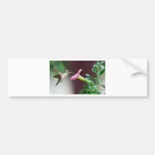 hummingbird bildekal