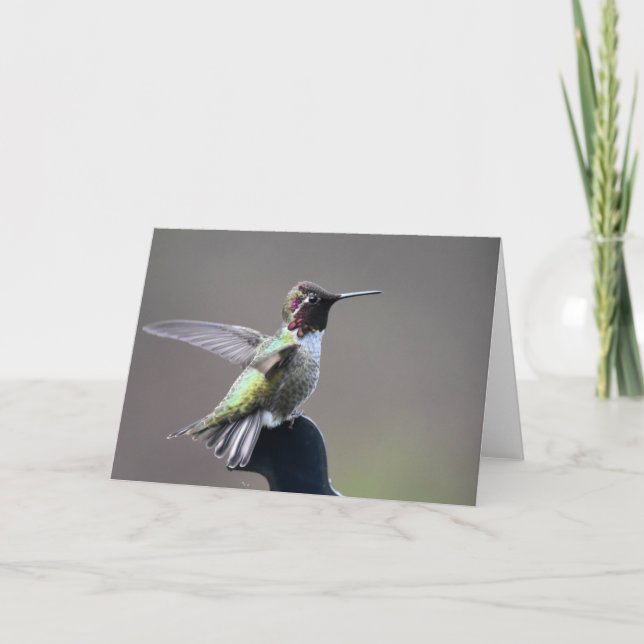 Hummingbird-bildskärmskort Kort (Framsida)