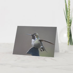 Hummingbird-bildskärmskort Kort