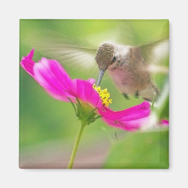 Hummingbird Bird Animal Wildlife Blommigt Magnet (Framsidan)