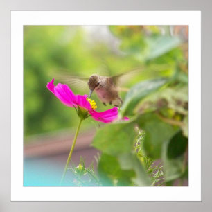 Hummingbird Bird Animal Wildlife Blommigt Poster