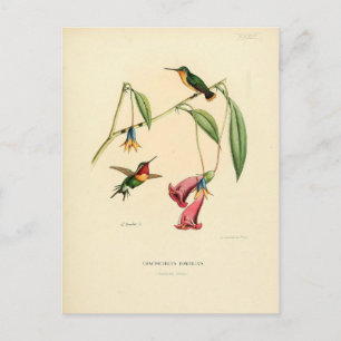 Hummingbird, Bird Illustration, Bird Art, Vintage Vykort