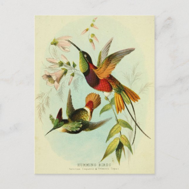 Hummingbird, Bird Illustration, Bird Art, Vintage Vykort (Framsida)