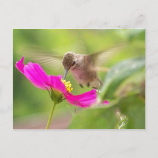 Hummingbird Bird Wildlife Animal Blommigt Vykort
