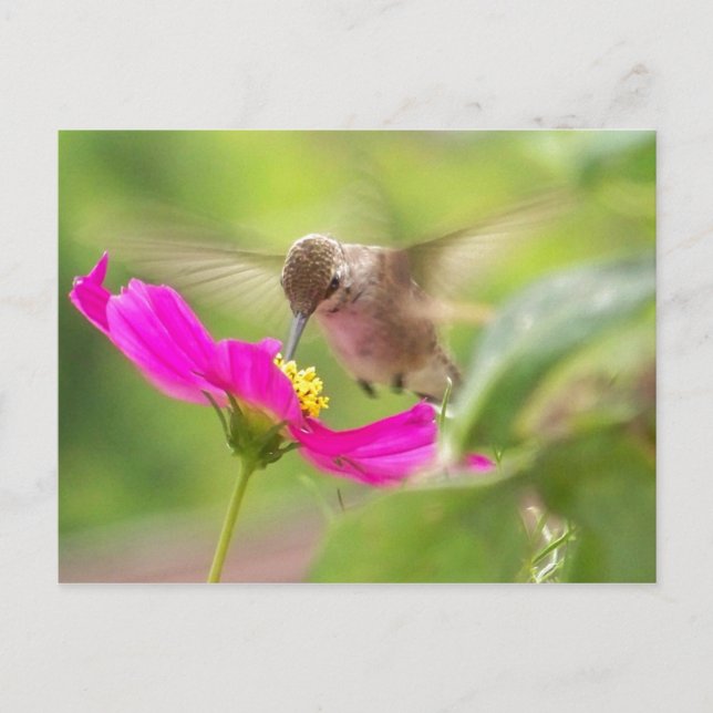 Hummingbird Bird Wildlife Animal Blommigt Vykort (Framsida)