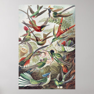 Hummingbird Bird Wildlife Classic Painting Poster