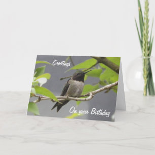 Hummingbird Birthday Greetings-kort Kort
