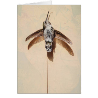 Hummingbird Blank Card av Andrew Denman Hälsningskort