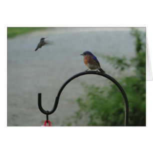 Hummingbird & blåsångare, religiösa hälsningskort