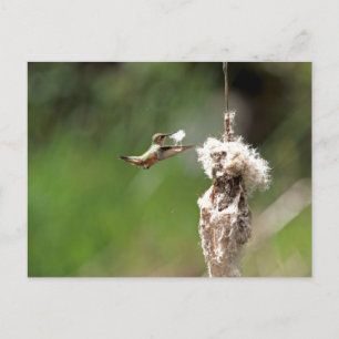 Hummingbird Bygger ett bo Vykort