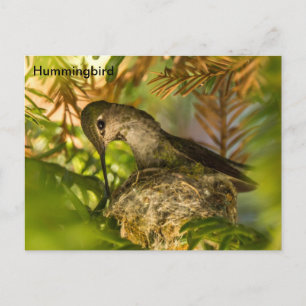 Hummingbird Bygger ett rede- vykort
