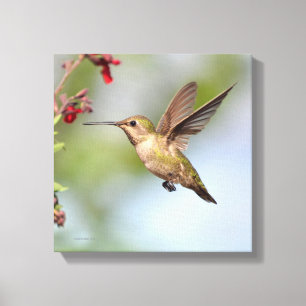 Hummingbird Canvastryck
