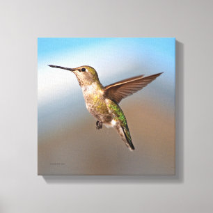 Hummingbird Canvastryck