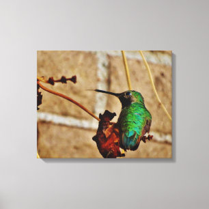 Hummingbird Canvastryck