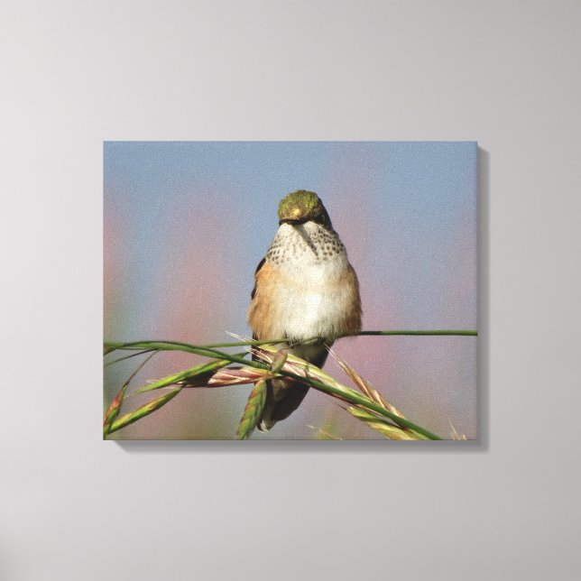 Hummingbird Canvastryck (Framsida)