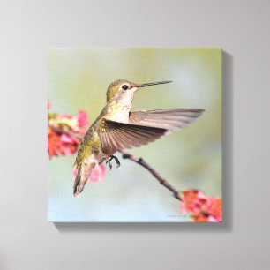 Hummingbird Canvastryck