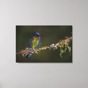 Hummingbird Canvastryck