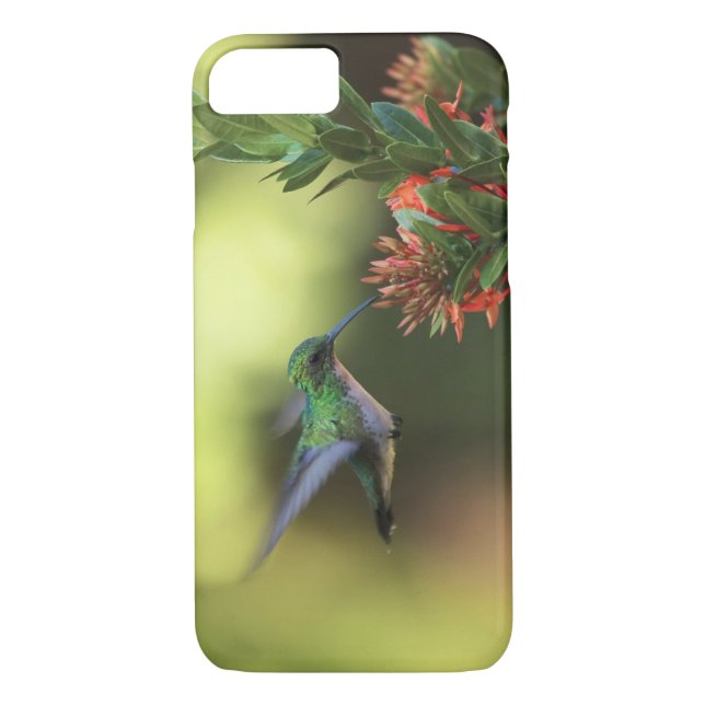 Hummingbird Case-Mate iPhone Skal (Baksida)