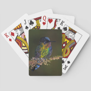 Hummingbird Casinokort