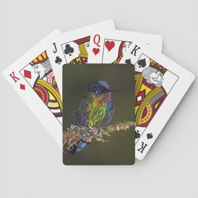 Hummingbird Casinokort (Baksidan)
