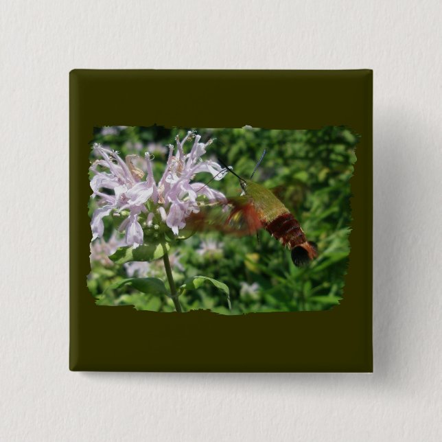 Hummingbird Clear Vinge Moth CoordinItems Knapp (Framsida)