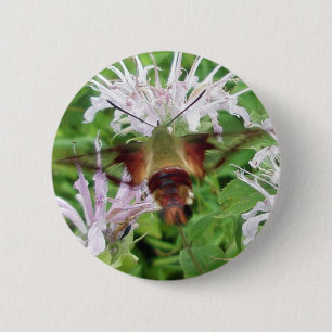 Hummingbird Clear Vinge Moth CoordinItems Knapp