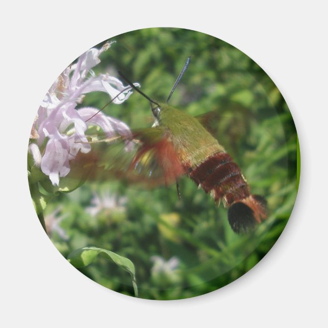 Hummingbird Clear Vinge Moth CoordinItems Magnet (Framsidan)