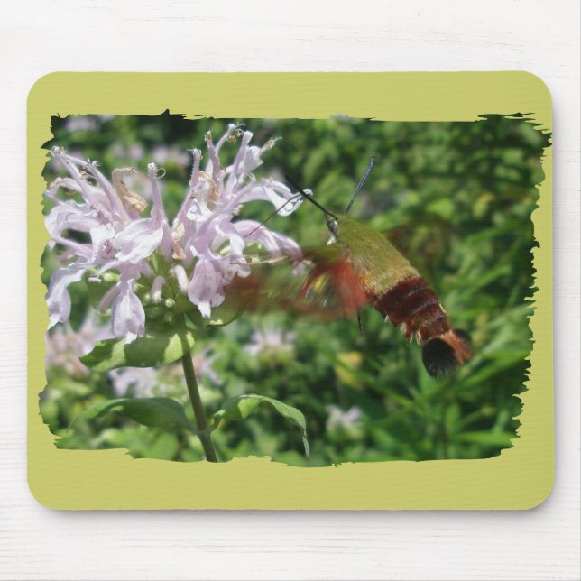Hummingbird Clear Vinge Moth CoordinItems Musmatta (Framsidan)