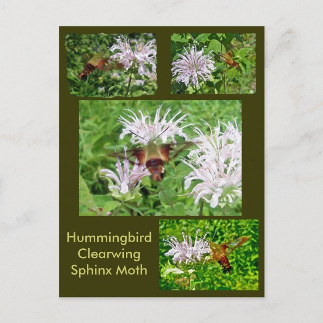 Hummingbird Clear Vinge Moth CoordinItems Vykort (Framsida)