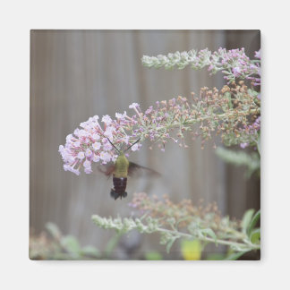 Hummingbird Clearing Moth Blank Card Magnet