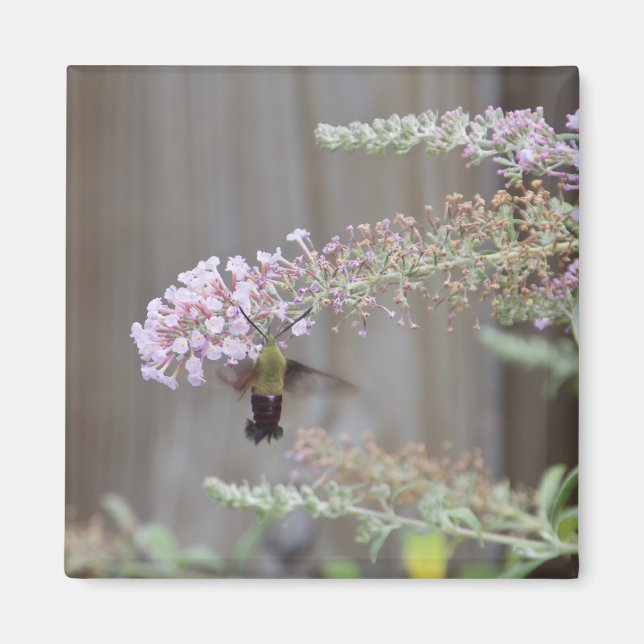Hummingbird Clearing Moth Blank Card Magnet (Framsidan)