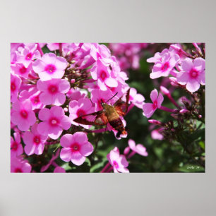 Hummingbird Clearing & Phlox 2 Poster