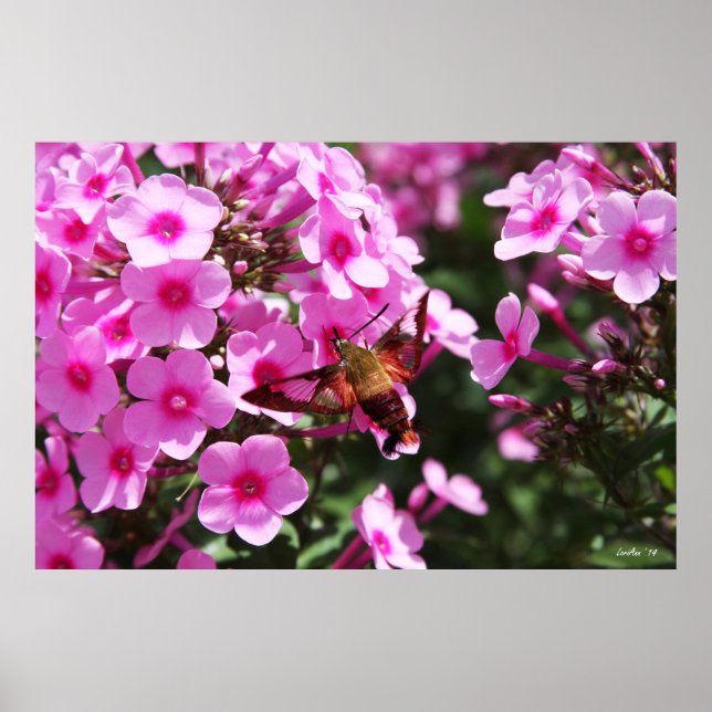 Hummingbird Clearing & Phlox 2 Poster (Framsidan)