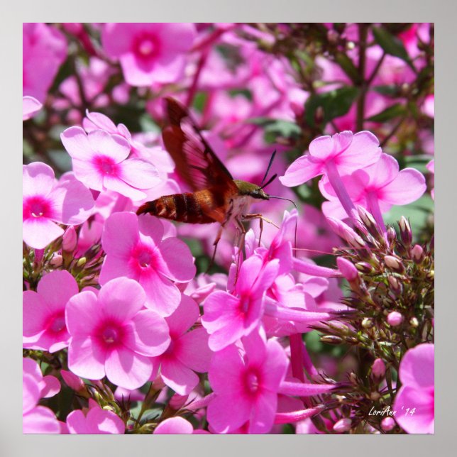 Hummingbird Clearing & Phlox 3 Poster (Framsidan)