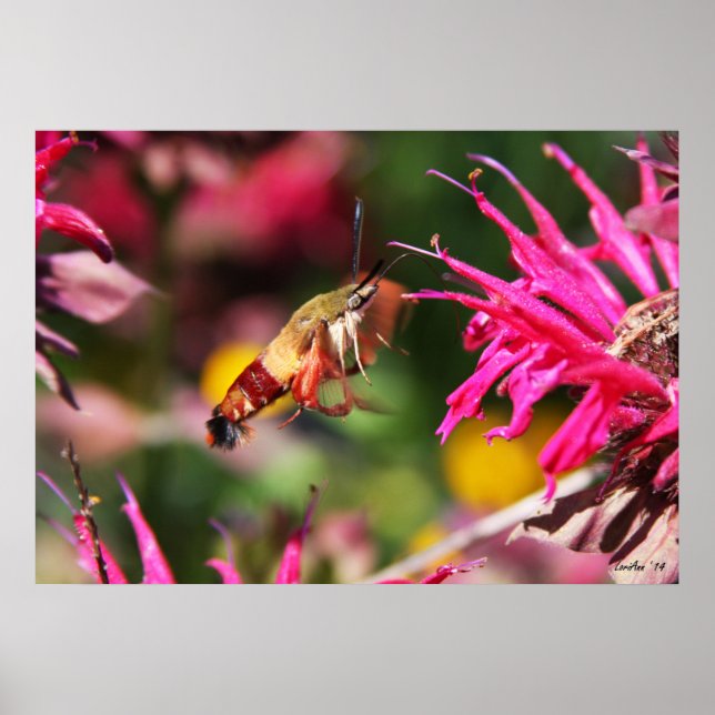 Hummingbird Clearwing & Bee Balm 2 Poster (Framsidan)