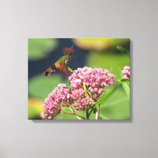 Hummingbird Clearwing Moth Canvastryck