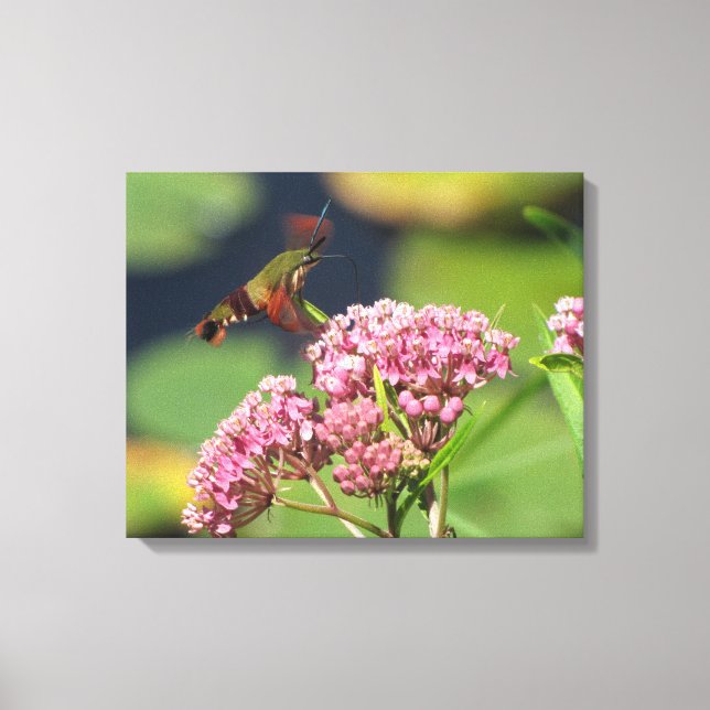 Hummingbird Clearwing Moth Canvastryck (Framsida)